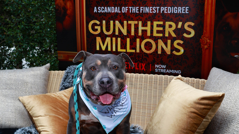 Dog sits on couch with pillows in front of Netflix board about Gunther series