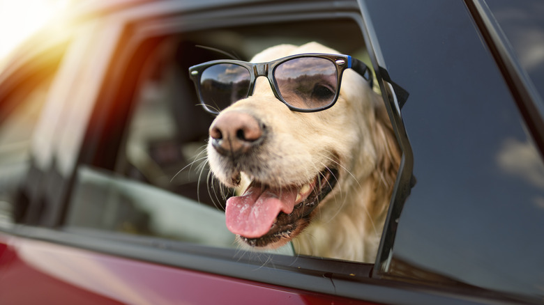 Golden Retriever wears sunglasses while looking out a car window