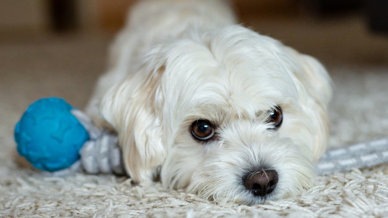 A white Maltese dog laying on a carpet with a toy