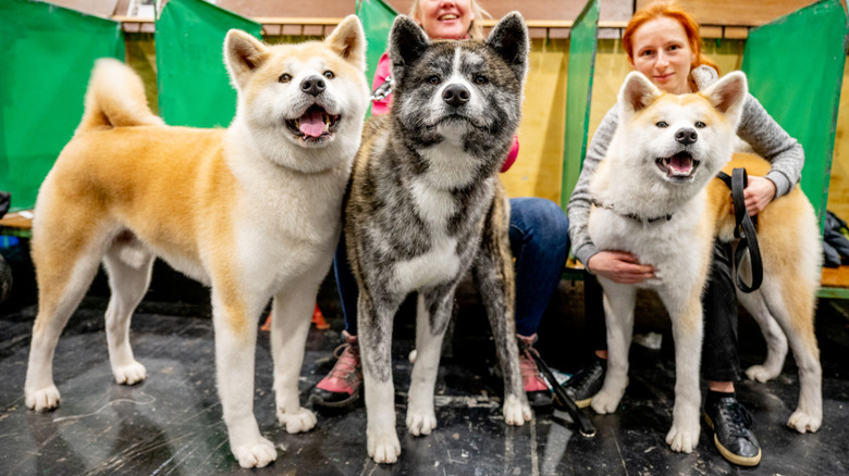 Three Akitas stand with groomers