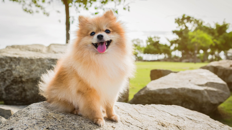 smiling pomeranian sits on a rock