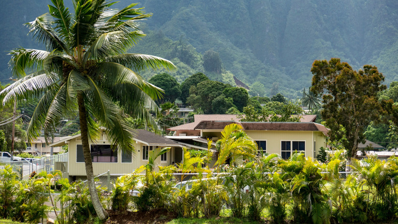 A palm tree with mountain valleys and houses in the background in Oahu, Hawaii.
