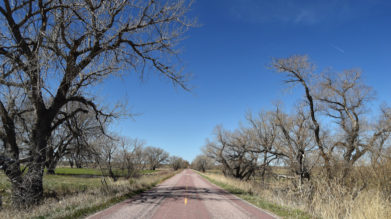 blue sky and trees as a road stretches out in front