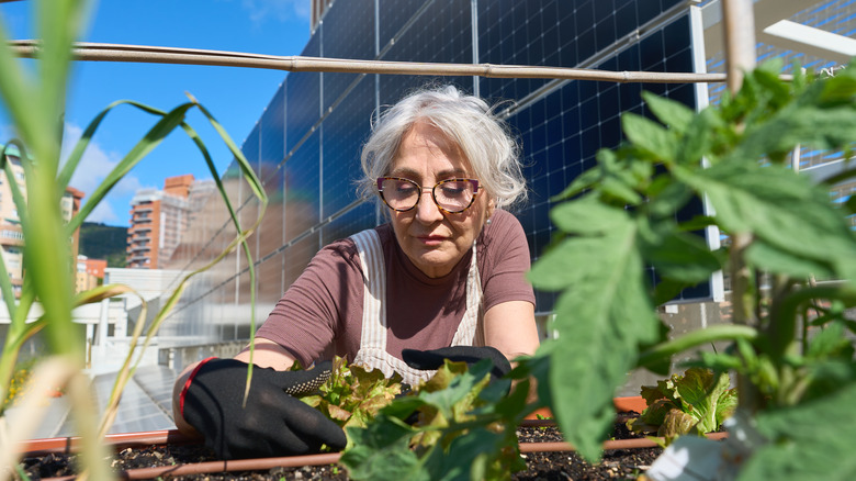 Senior woman taking care of her vegetable garden on a rooftop with solar panels.