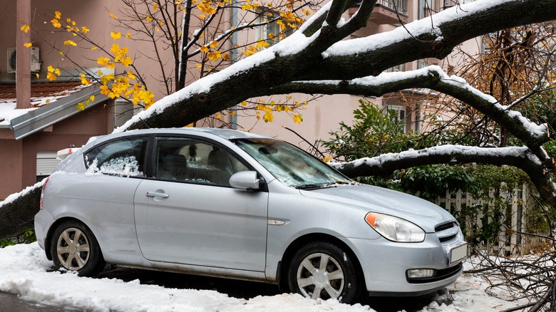 A fallen tree on a car