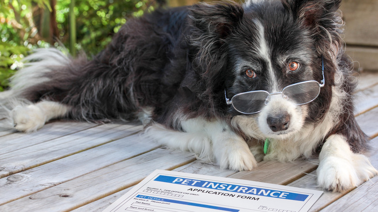 A dog wearing glasses
