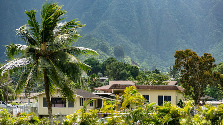 A beautiful shot of a palm tree with mountain valley and houses background in Oahu, Hawaii.