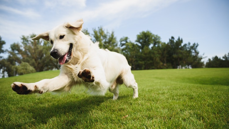 a dog playing