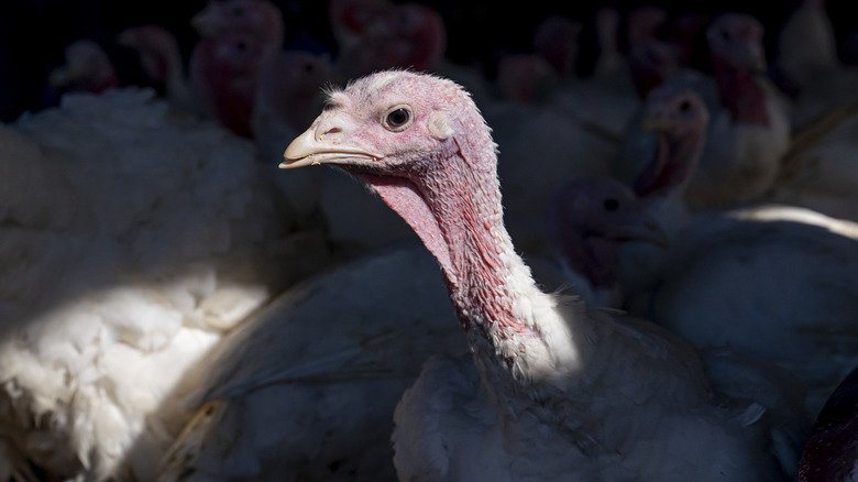 Close up shot of a white turkey sticking its neck out from the flock