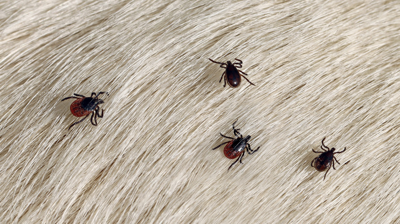 four ticks on fur