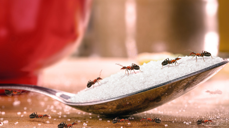 ants crawling on a spoonful of sugar