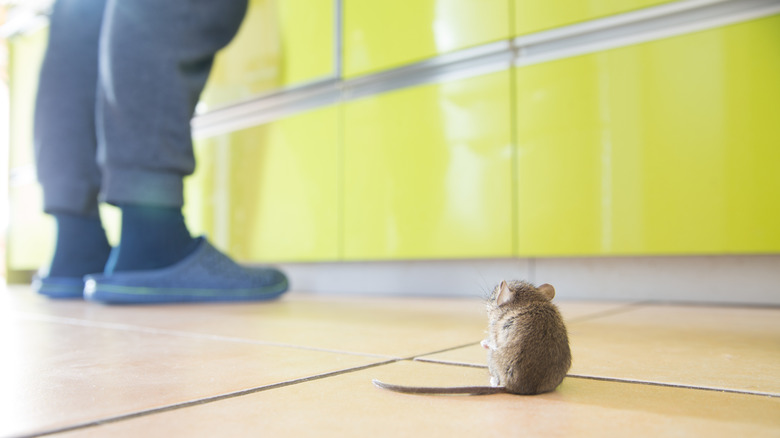 mouse on kitchen floor close to where a human in slippers is standing