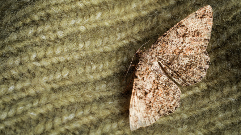a brown moth on a beige knitted fabric