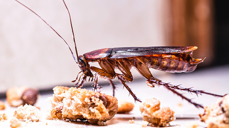 a roach eating crumbs