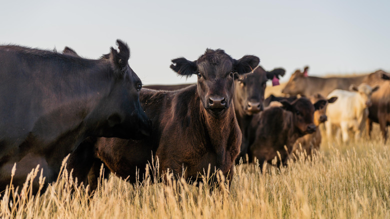 Australian cattle grazing on a pasture