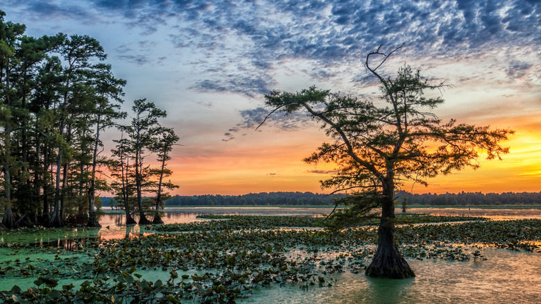 Sunset over a wildlife reserve in Union City, TN.