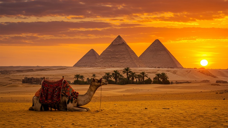 Pyramids of Giza with setting sun off to right and camel resting in foreground