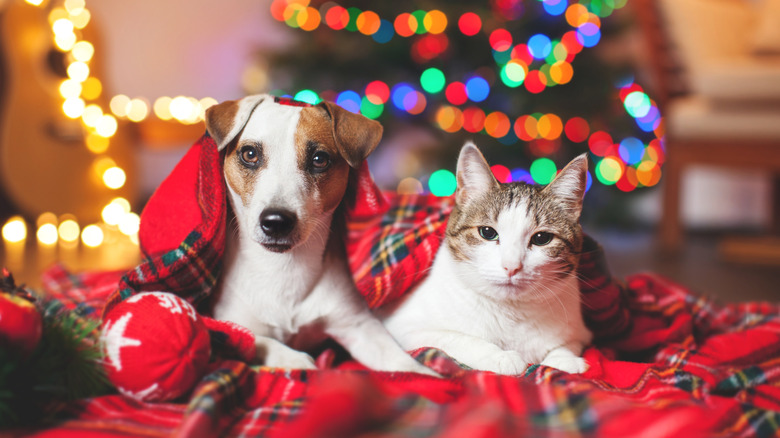 A dog and cat in a Christmas or holiday-festive environment, cuddled on a red plaid blanket and staring at the camera