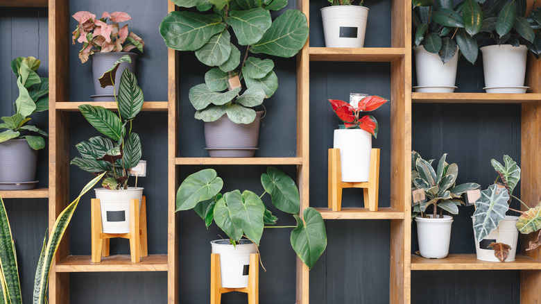 lots of indoor plants