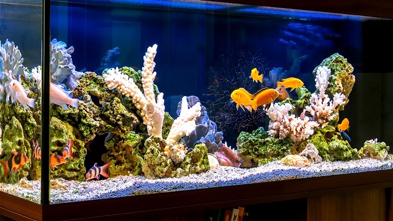 A freshwater fish home aquarium