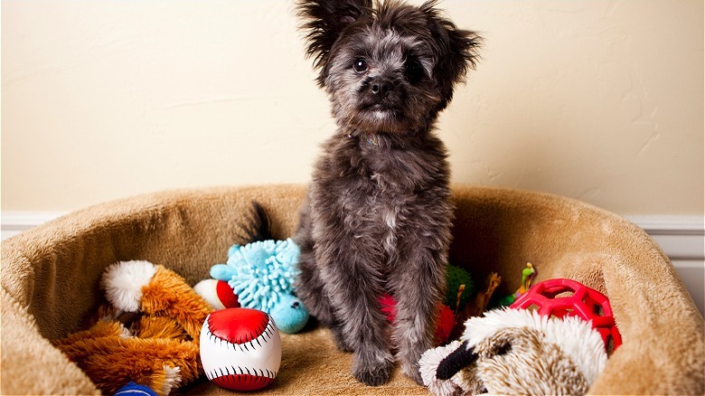 Dog in cuddler with toys