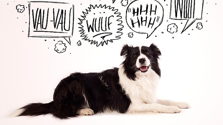 A dog with thought bubbles