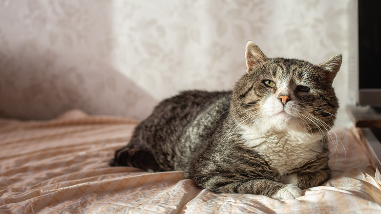 Old cat resting