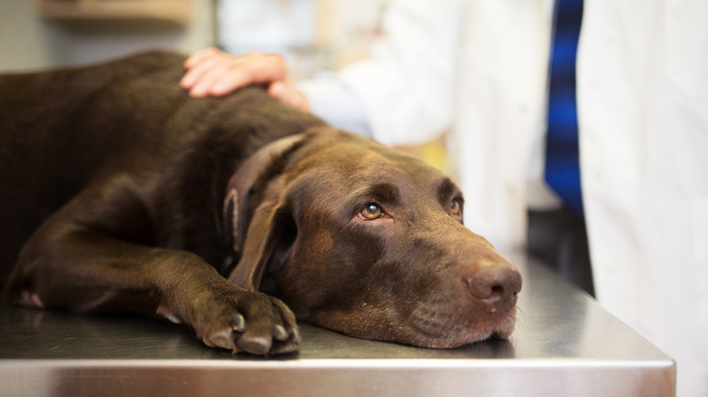 Sad dog at vet