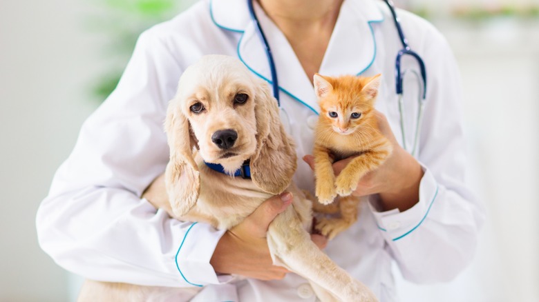 Vet holding puppy and kitten