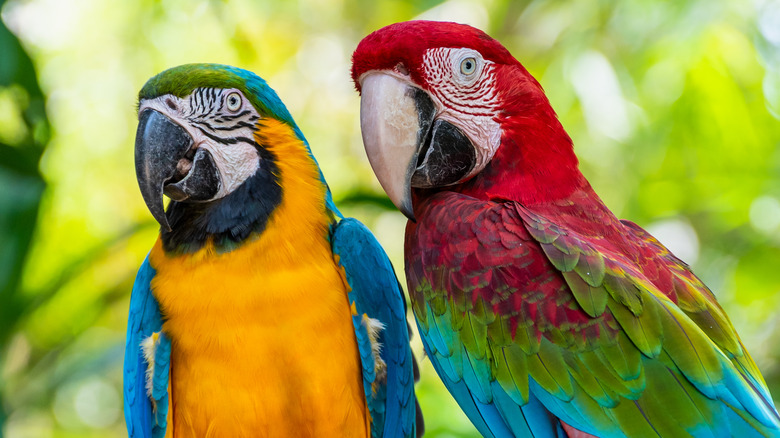 Two parrots