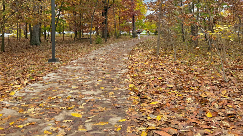 Fall leaves in Oxford, Ohio with walking paths