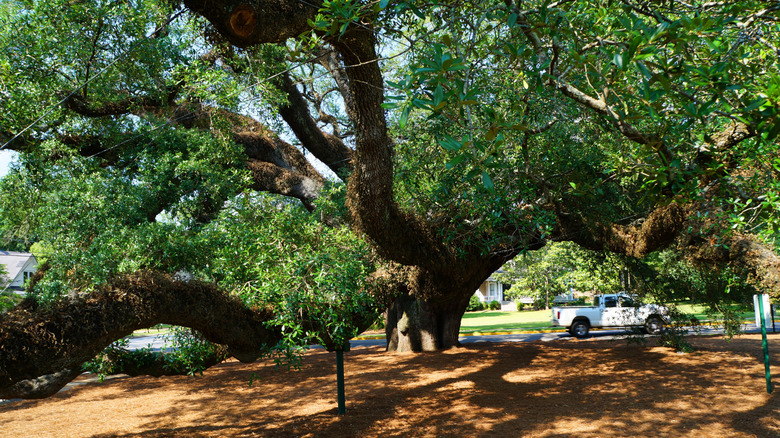 The Big Oak Tree in Thomasville, Georgia