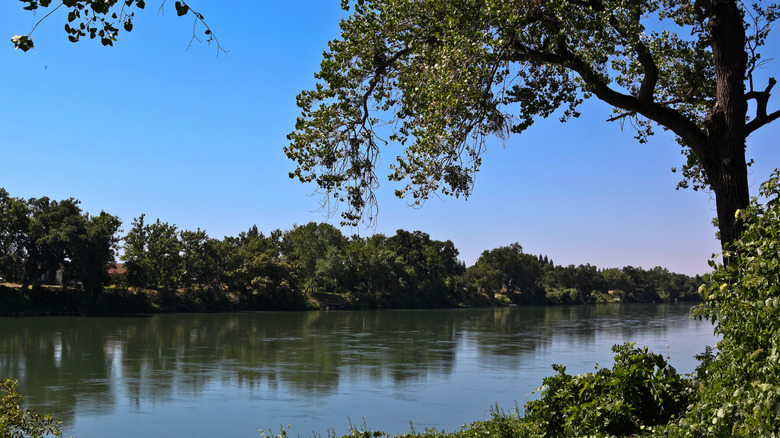 Sacramento River with trees on the shore in Red Bluff