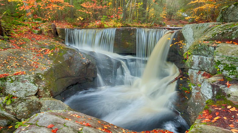 Water fall in a forest