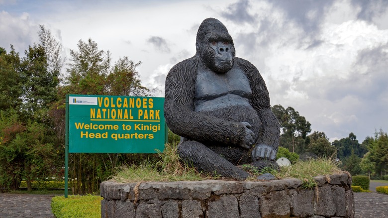 Statue of a mountain gorilla at the entrance of volcanoes national park in Kinigi, Rwanda