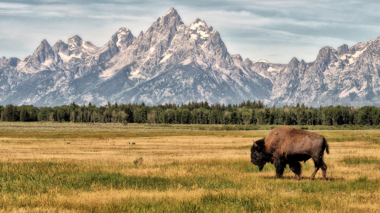 a buffalo near Jackson Hole