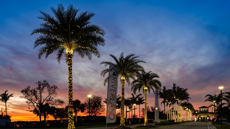palm trees wrapped in lights in Port St. Lucie