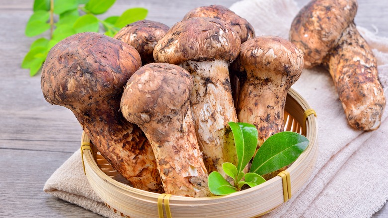 Matsutake mushrooms in bowl