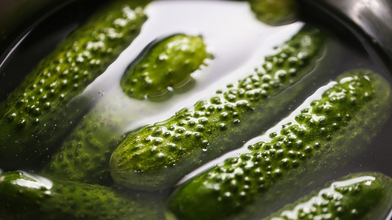 Fresh cucumbers soaking in water to make pickles and brine.