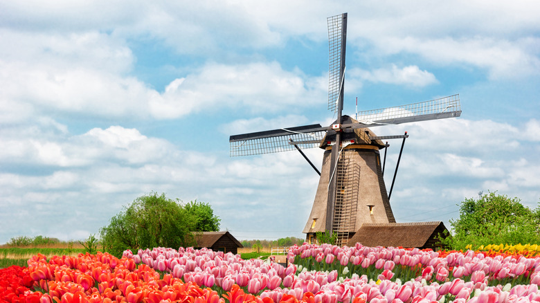 A traditional Dutch windmill of Zaanse Schans and rows of tulipsin Netherlands