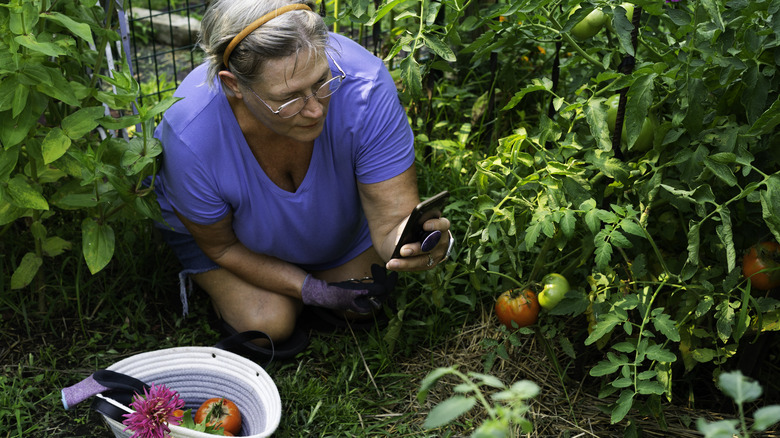 A retiree tending her garden
