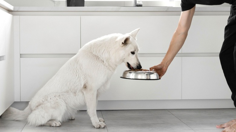 Person holding dog food bowl for dog in white kitchen