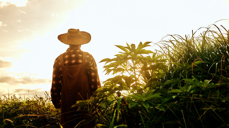 Farmer figure with plaid shirt, overalls, and a brim hat stands in an overgrown field with his back turned from the camera.