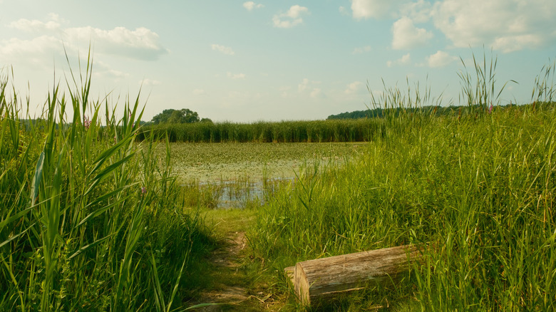 Wetland along the Mohawk River at Lions Park, Niskayuna, New York