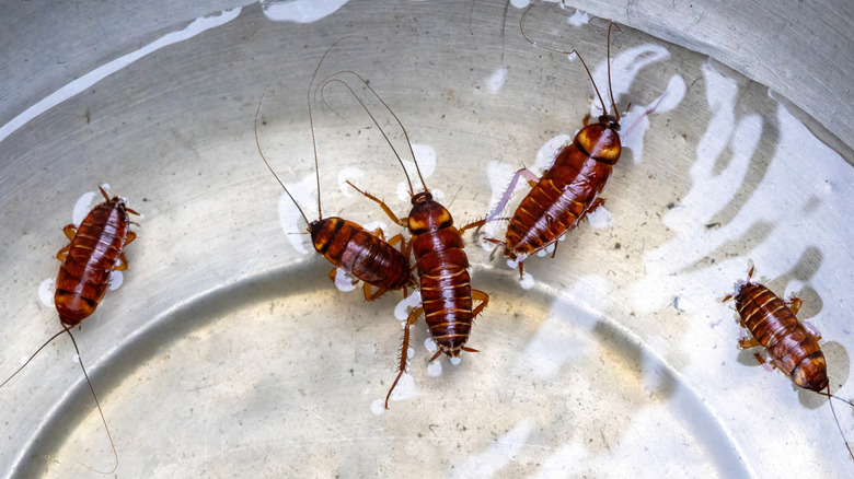 Cockroaches on a wet plate