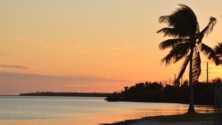 Image of Florida at sunset: water and trees