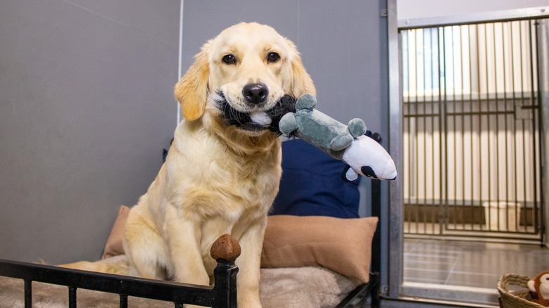 dog in a luxury pet boarding suite