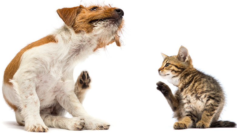 dog and cat scratching fleas