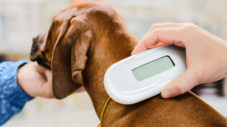 dog being checked for a microchip