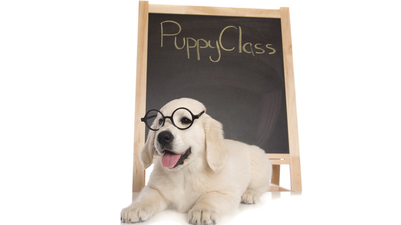 cute puppy preparing for obedience class